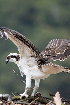 sf bay osprey live cam